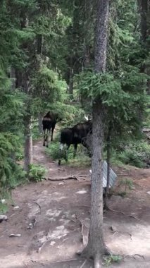 Dikey statik yüksek açılı video, Montana, Big Sky 'daki Ousel Falls Parkı yakınlarındaki bir ormanda toprak yolda yürüyen iki geyiği gösteriyor. Geyiklerden biri boynuzlu bir boğa. Her yer yeşil ağaçlarla çevrili..