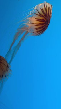 Dikey yakın çekim videosu Baltimore, Maryland 'deki Ulusal Akvaryum' da canlı mavi suyla zarif bir şekilde yüzen denizanalarını gösteriyor..