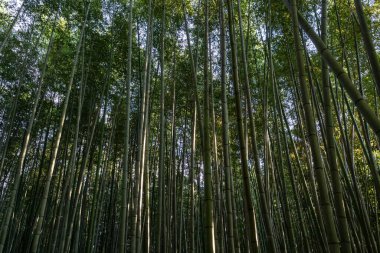 Uzun, yoğun yeşil bambu sapları Japonya 'nın Kyoto kentindeki Arashiyama Bambu Ormanı' nda güzel bir doğal düzen oluşturur..