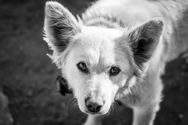 Hund — Stockfoto