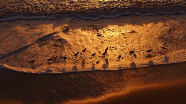 Kuşlar ile sahilde günbatımı