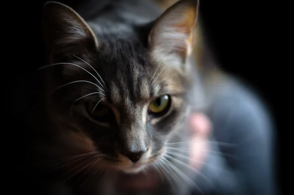 Macska bámulta a kamera. — Stock Fotó