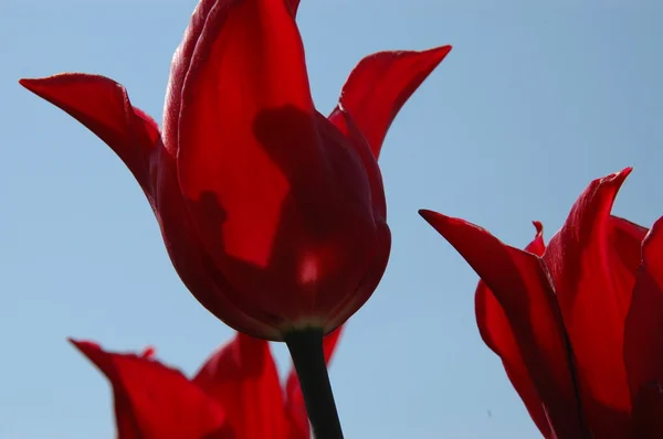 Tarlada koyu kırmızı çiçekler — Stok fotoğraf