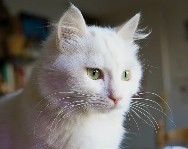 Belo retrato de gato branco de olhos verdes . — Fotografia de Stock