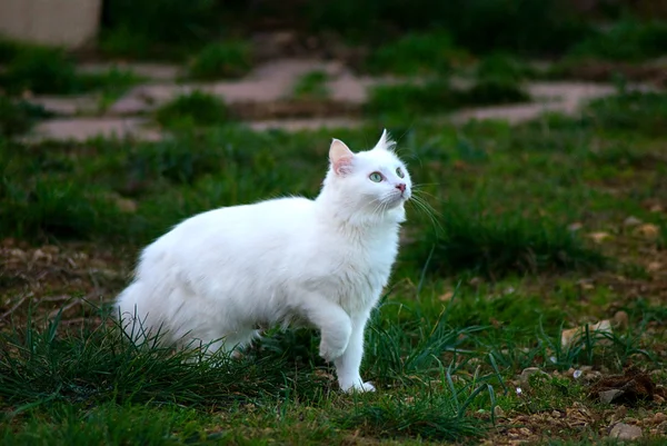 Beau portrait de chat blanc aux yeux verts . — Photo