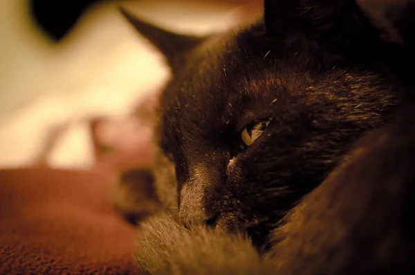 Şirin kedi portre yapay ışık ile — Stok fotoğraf