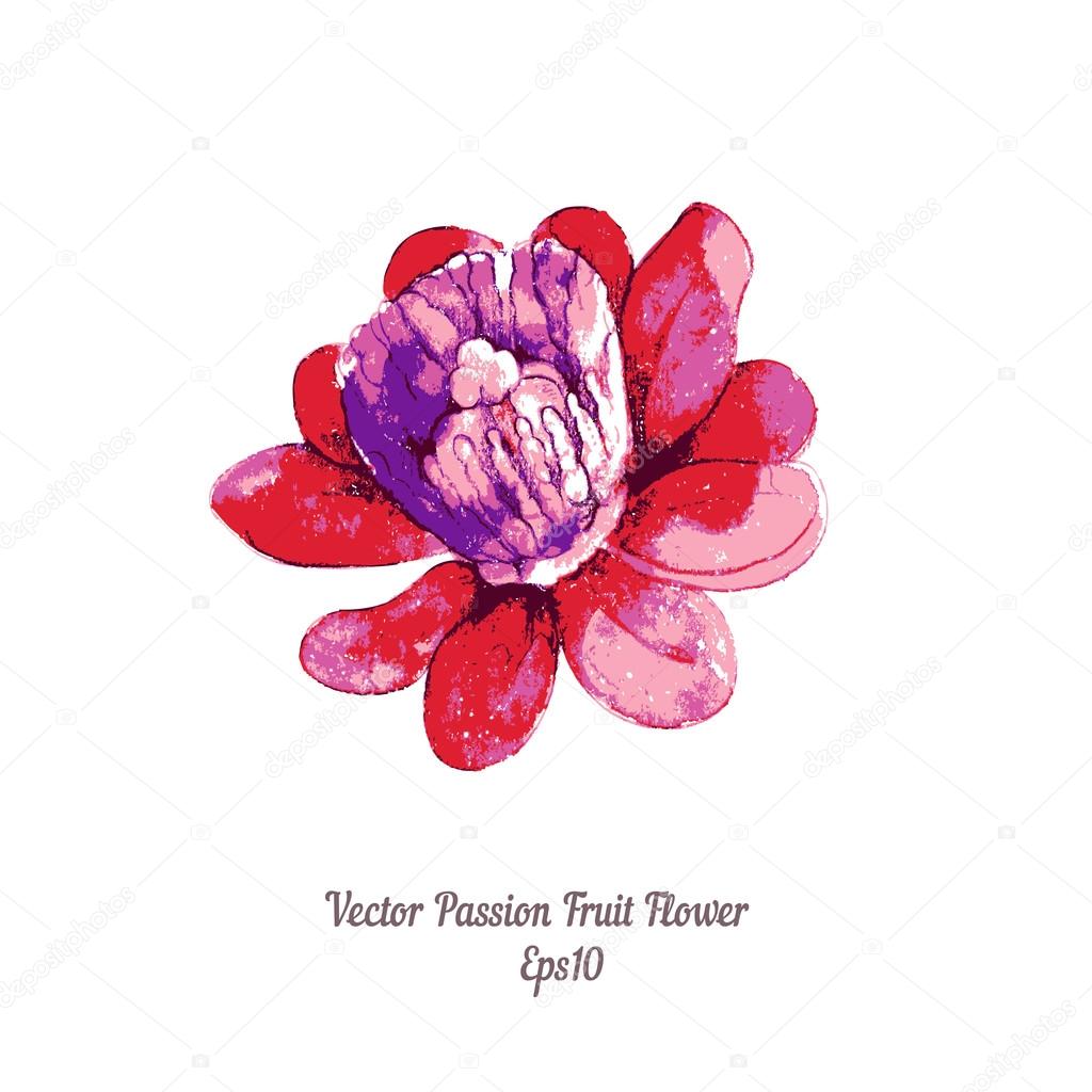 Flor pasionaria imágenes de stock de arte vectorial | Depositphotos Flor pasionaria imágenes de stock de arte vectorial | Depositphotos