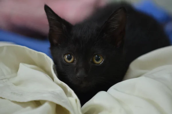 Pequeno Gato Preto Com Olhos Brilhantes Com Foco Seletivo — Fotografia de Stock