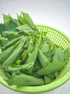 Yeni toplanmış manyok yaprakları filizlenir. Çekim Malezya mutfağında popüler bir malzeme ya da yerel olarak bilinen geleneksel salata. Seçici odak noktaları.