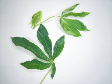 Yeni toplanmış manyok yaprakları filizlenir. Çekim Malezya mutfağında popüler bir malzeme ya da yerel olarak bilinen geleneksel salata. Seçici odak noktaları.