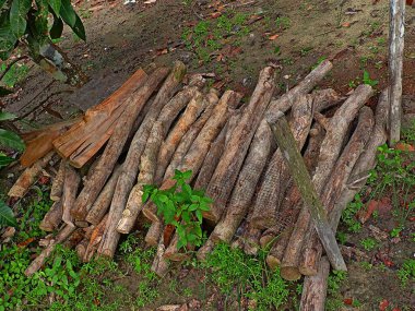 Geleneksel yemek pişirmek için odun olarak kullanılacak bir yığın kesilmiş kauçuk ağaç kütüğü. Seçici odak noktaları