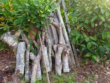 Geleneksel yemek pişirmek için odun olarak kullanılacak bir yığın kesilmiş kauçuk ağaç kütüğü. Seçici odak noktaları