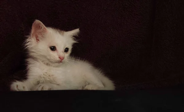 Beyaz Kürklü Koyu Kestane Arkaplanlı Bir Kedi Yavrusu Seçici Odak — Stok fotoğraf