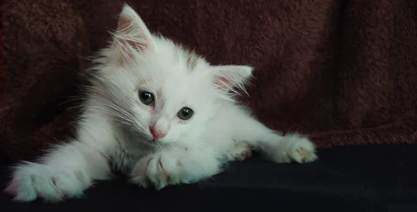 Kitten White Fur Textured Dark Maroon Background Selective Focus Points — Stock Photo, Image