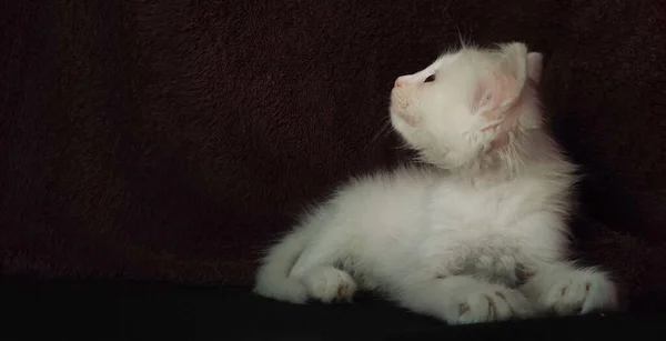 Kotek Białym Futrem Teksturowanym Ciemnym Bordowym Tłem Punkty Ostrości Selektywnej — Zdjęcie stockowe