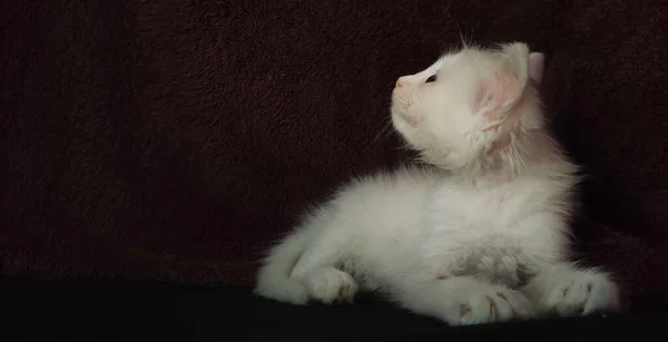 Gatito Con Piel Blanca Textura Fondo Marrón Oscuro Puntos Focales — Foto de Stock