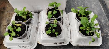 Kullanılmış köpük gıda paketi kullanarak sebze yetiştiriyorum. Seçici odak noktaları