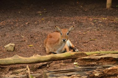 Esaret altında tek bir ren geyiği, bazı küçük kütüklerin arkasında yerde dinleniyor. Seçici odak noktaları. Bulanık arkaplan