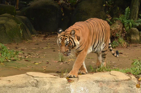 马来亚虎被圈养它们被列为濒危物种 选定的重点 模糊的背景 — 图库照片