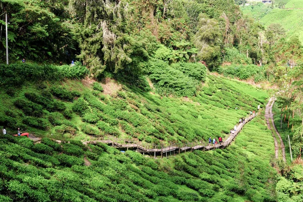 Uma Trilha Madeira Descendo Uma Colina Entre Plantação Chá Pontos — Fotografia de Stock