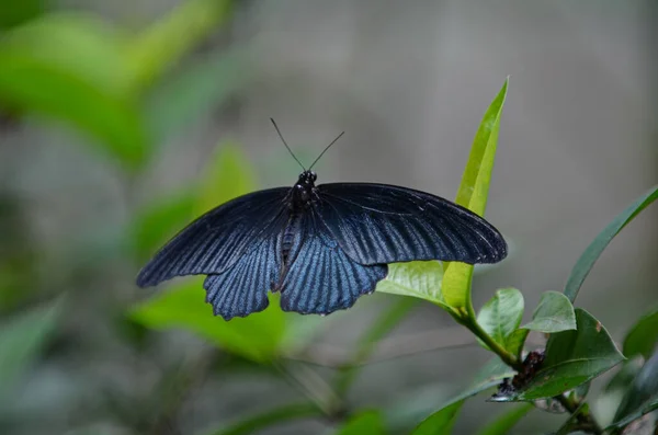 Una Mariposa Posada Sobre Una Hoja Puntos Enfoque Selección Fondo — Foto de Stock