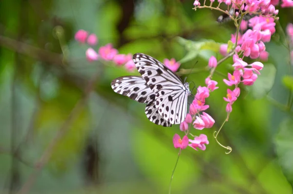 Papillon Qui Mange Nectar Des Fleurs Points Focaux Sélectifs Fond — Photo