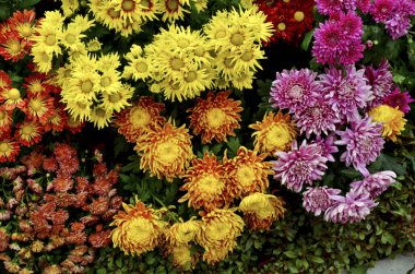 Renkli çiçek açan papatyalar ve kasımpatı çiçekleri. Seçici odak noktaları. Bulanık arkaplan