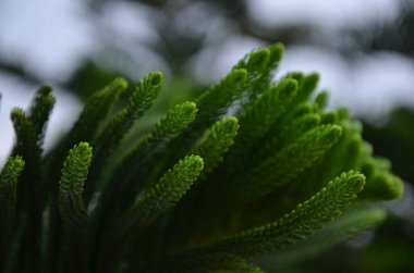 Çam yapraklarına yakın çekim. Çam ağaçları her zaman yeşil kozalaklı ağaçlardır. Seçici odak noktaları. Bulanık arkaplan