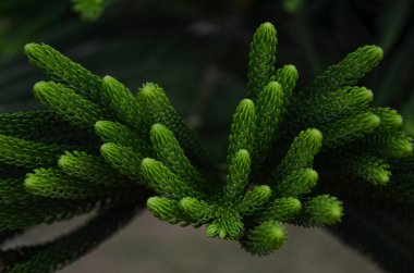 Çam yapraklarına yakın çekim. Çam ağaçları her zaman yeşil kozalaklı ağaçlardır. Seçici odak noktaları. Bulanık arkaplan