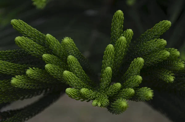 Gros Plan Des Feuilles Pin Les Pins Sont Beaux Conifères — Photo