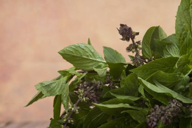 Thai basil or locally known as daun selasih normally used in Asian cooking. Selective focus points. Blurred background