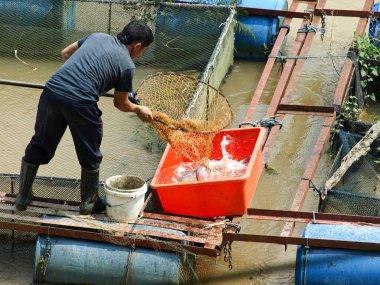 Pahang, Malezya: 17 Mayıs 2008 - Kafesteki havuzdan Gümüş Kedibalığı veya Patin balığı toplayan bir balık çiftçisi.
