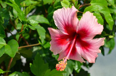 Güzel amber çiçeği, Malezya 'nın ulusal çiçeği. Seçici odak ve bulanık arkaplan