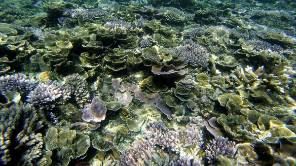 Vista Subacquea Dei Coralli Nella Barriera Corallina Poco Profonda Sotto — Foto Stock