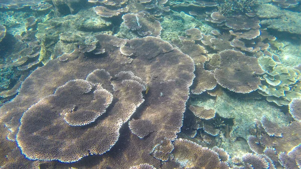 Underwater View Corals Shallow Water Reef Visible Sunlight Selective Focus — Stock Photo, Image