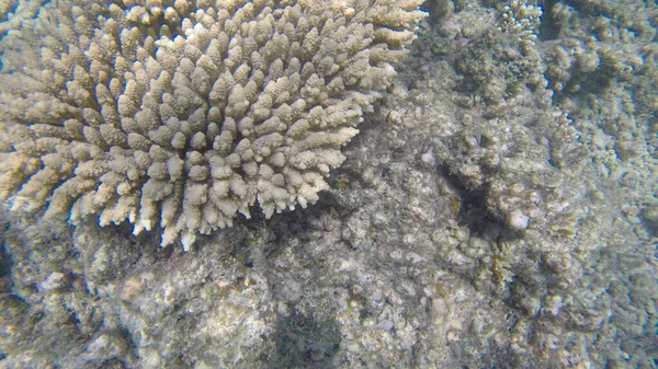 Vista Subacquea Dei Coralli Nella Barriera Corallina Poco Profonda Sotto — Foto Stock