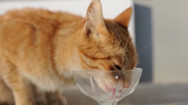 Gato bebiendo leche — Vídeos de Stock