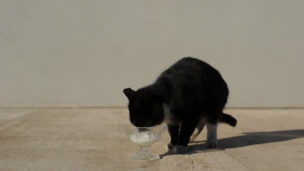 Gato bebiendo leche — Vídeos de Stock