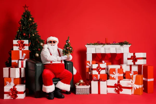 Portret van zijn hij aantrekkelijk vet overgewicht vrolijke Kerstman zitten in fauteuil vasthouden in handen kleine kleine dennenboom evergreen kerstmis geïsoleerd helder levendig glans levendige rode kleur achtergrond — Stockfoto