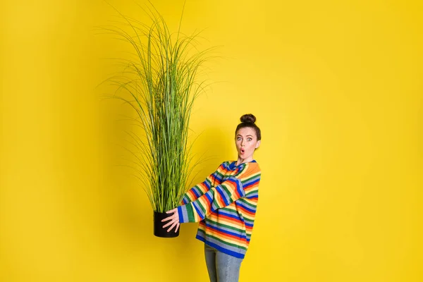 驚きのかわいい女性ショーホールド鉢植えの緑の植物は黄色の色の背景に隔離されたジーンズ — ストック写真