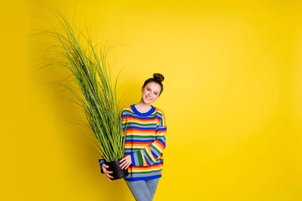 Photo de jeune fille attrayante tenir des plantes d'intérieur heureux usure positive denim isolé sur fond de couleur jaune — Photo