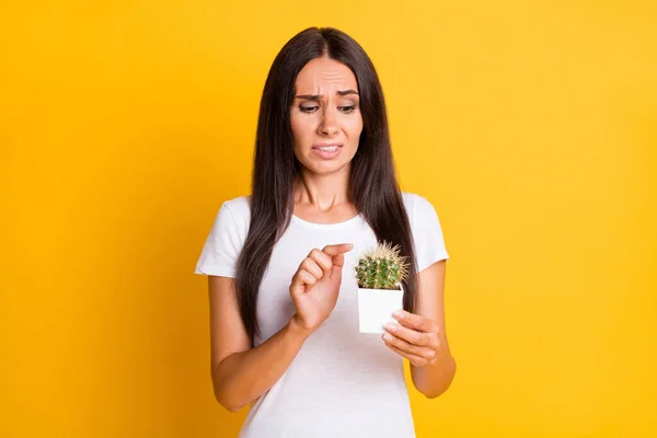 Photo portrait brunette gardant la plante de cactus en pot blanc touchant de longues épingles isolées sur fond de couleur jaune vif — Photo