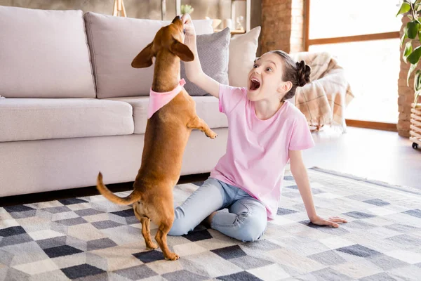 Foto di abbastanza impressionato ragazza della scuola indossare rosa t-shirt seduta divano giocare bassotto cane indoor casa camera — Foto Stock