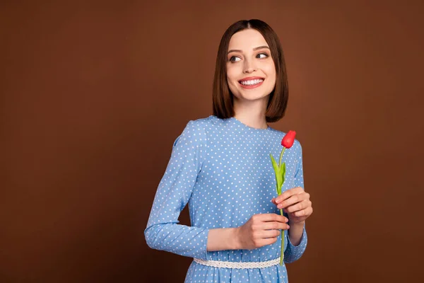 Φωτογραφία του νεαρού κοριτσιού χαρούμενο θετικό χαμόγελο κρατήστε το όνειρο λουλούδι τουλίπα ματιά κενό χώρο απομονωμένο πάνω από το φόντο καφέ χρώμα — Φωτογραφία Αρχείου