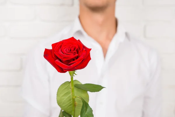 Romantisk man ger en röd ros — Stockfoto