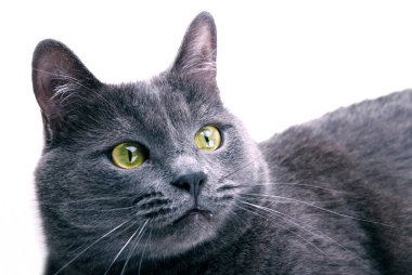 Beyaz arka planda yeşil gözlü gri kedi