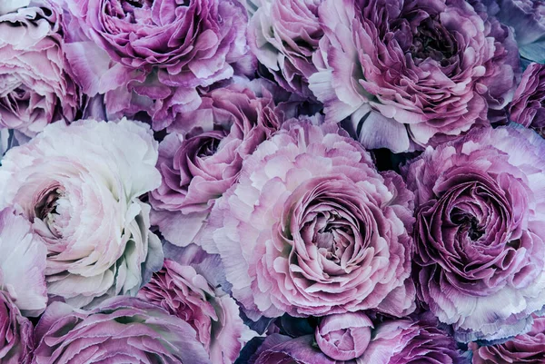 Большая Группа Свежих Фиолетовых Роз Букете Закрыть Фон Текстуры Лицензионные Стоковые Фото