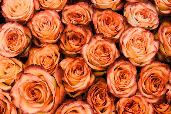 Duża Ilość Świeżych Ciemnożółtych Róż Bukiecie Zbliżenie Tekstury Tła — Zdjęcie stockowe