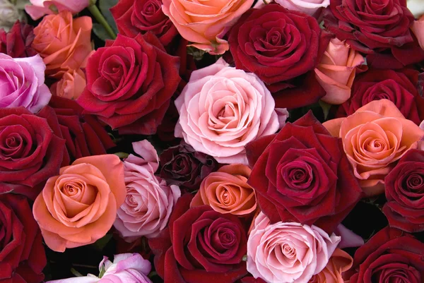 Różne kolory róż — Zdjęcie stockowe