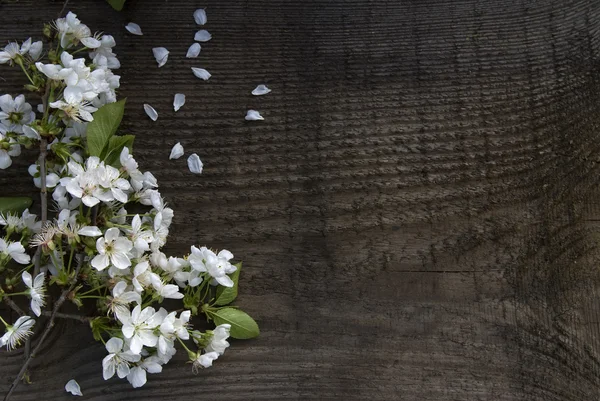 White flowers on wood background — Stock Photo, Image